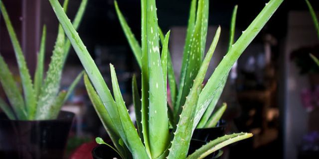 Kako koristiti aloe veru?